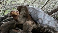 Diego Tortoise : वयाच्या 100 व्या वर्षी 800 मुलांचा बाप झालेला हा कासव आहे तरी कुठे?