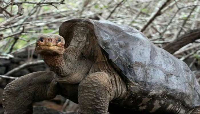 Diego Tortoise : वयाच्या 100 व्या वर्षी 800 मुलांचा बाप झालेला हा कासव आहे तरी कुठे? 