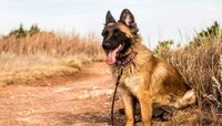 Dog Bite : बेल्जियम शेफर्ड जातीच्या कुत्राने असं काही केले की मालकाचे तीन तेरा वाजले