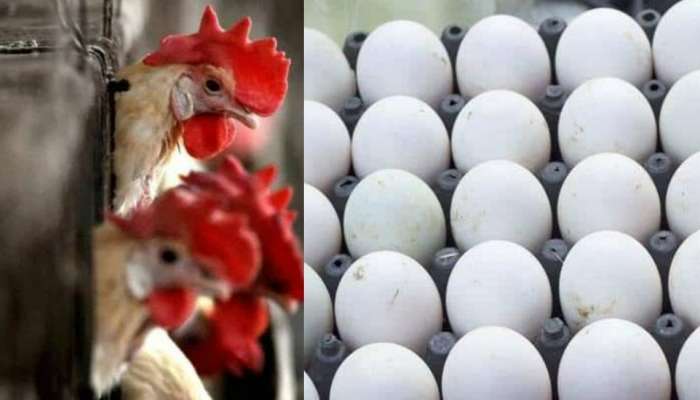 Maharashtra Egg Shortage: महाराष्ट्रात अंड्यांचा तुटवडा, रोज जाणवत आहे १ कोटी अंड्यांची कमतरता, जाणून घ्या कारण