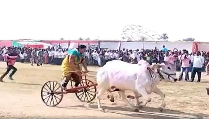 Amravati Bullock Cart Race : शेतकऱ्याच्या लेकीनं केली कमाल; UPSC चा अभ्यास करत जिंकली बैलगाडा शर्यत