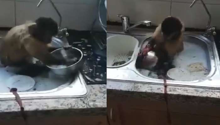 VIRAL VIDEO: स्वयंपाक घरात बेसिनमध्ये बसून माकडानं घासली भांडी? काय घडला प्रकार...
