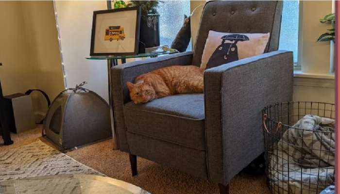 Optical Illusion :  खोलीत आहेत दोन मांजरी; एक सोफ्यावर बसलेय तर दुसरी कुठे आहे ते शोधून दाखवा