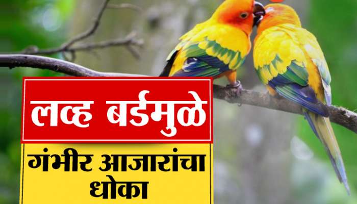 Love Birds: काय सांगता... लव्ह बर्ड्समुळे गंभीर आजारांचा धोका? 