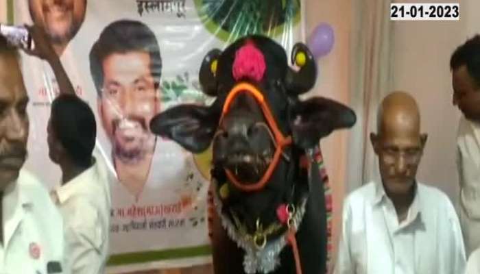 Sangli Bull Birthday celebration Video