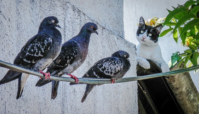 Pigeons Killing: तू माझी मांजर चोरली, मी तुझी कबुतरं ठार केली; घटनाक्रम ऐकून पोलीसही चक्रावले