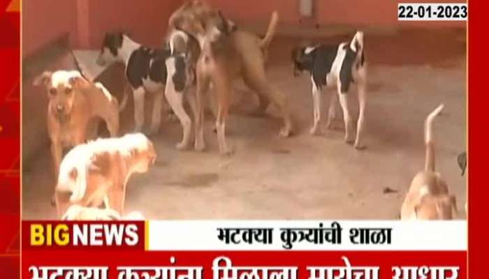 Have you ever seen a stray dog ​​school?
