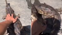 जिवंत मगरीसोबत पंगा घेणं पडलं भारी, हृदयाचे ठोके चुकविणारा VIDEO VIRAL