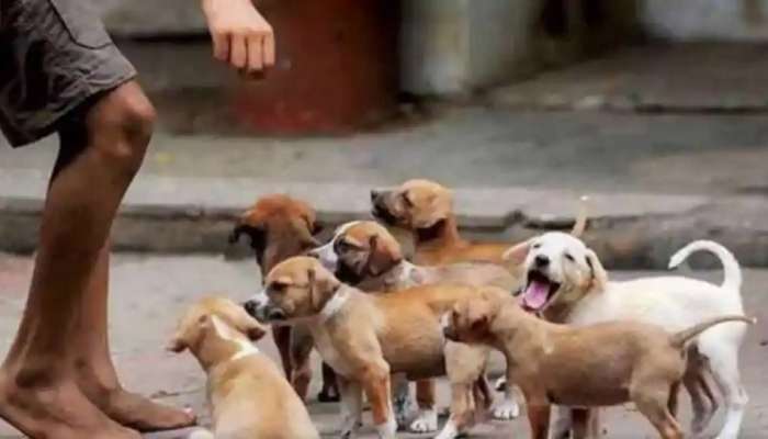 Dog School: &#039;या&#039; गावात कुत्र्यांची शाळा का भरणार आहे? 