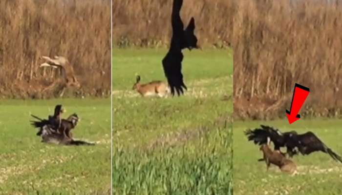 Wildlife Video: ससाण्याने शिकार करण्यासाठी सशावर झेप घेतली पण...; थरार कॅमेरात कैद