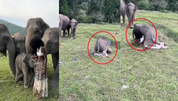 Viral Video  : तरुणी हत्तींसोबत फोटो काढायला गेली अन् मग...