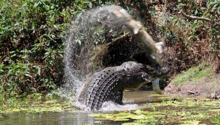 Crocodile Returns Dead Body: मगरीने परत केला चार वर्षांच्या मुलाचा मृतदेह; पाहणारे झाले थक्क