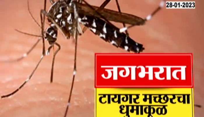 Special report on Tiger Mosquitoes 