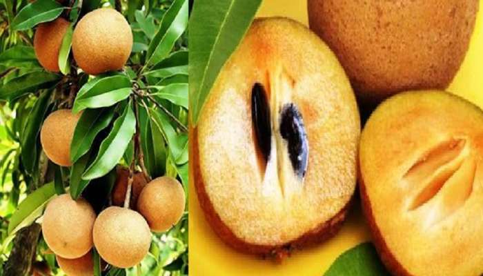 Chikoo Benefits: ब्रेस्ट फीडिंगपासून ते किडनी स्टोनपर्यंत... &#039;या&#039; फळात आहेत 14 पोषक गुणधर्म