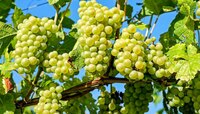 Ducks In Vineyard: द्राक्षबागेच्या रक्षणासाठी भन्नाट आयडिया, तुम्ही विचारही केला नसे