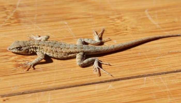 Lizards: कितीही उपाय करून पालींचा त्रास कमी होत नाही? घरच्या घरी असा करा बंदोबस्त