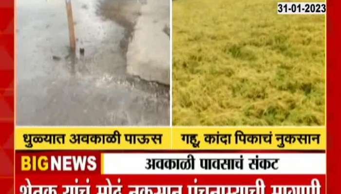 Rain with stormy winds in Dhule district Due to untimely rains  wheat  onion crops were heavily damaged