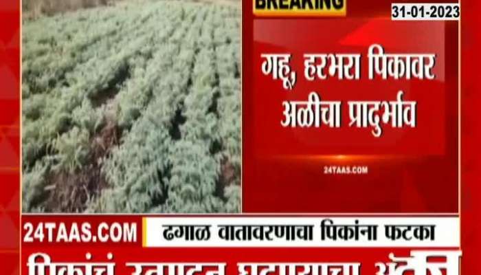 Dhule Nandurbar Crops Damage From Climate Condition