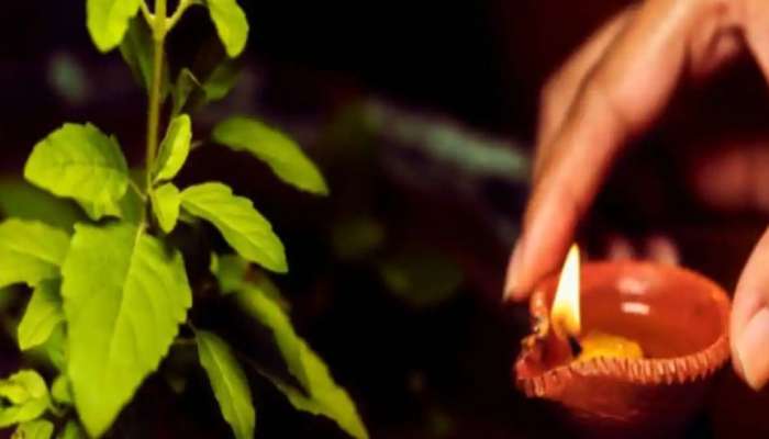 Tulsi Upay: तुमचे आर्थिक संकट तुळशीच्या 'या' उपायाने दूर होईल, व्हाल मालामाल  