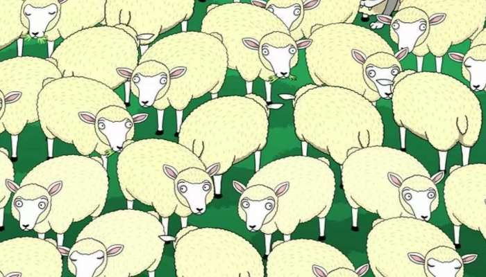 Optical Illusion: 'या' फोटोत मेंढ्यांमध्ये लपलेला लांडगा शोधून दाखवा, तुमच्याकडे 30 सेकंदाची वेळ 