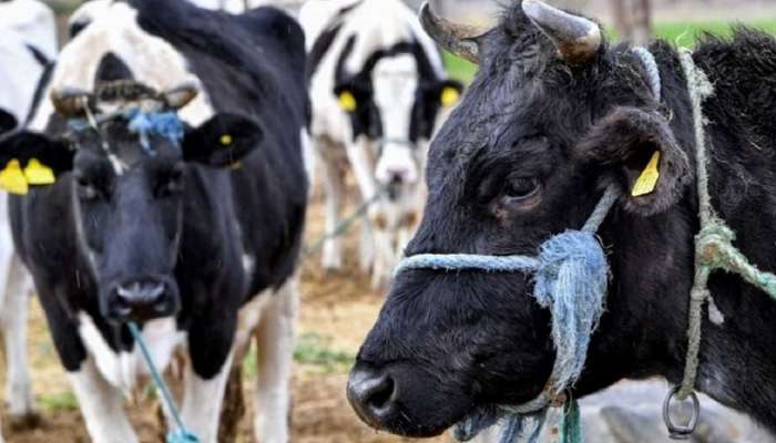 Super Cows: China ने Cloning करत तयार केल्या 3 &#039;सुपर गाई&#039;, एका वर्षात देणार तब्बल 17 हजार 500 लीटर दूध