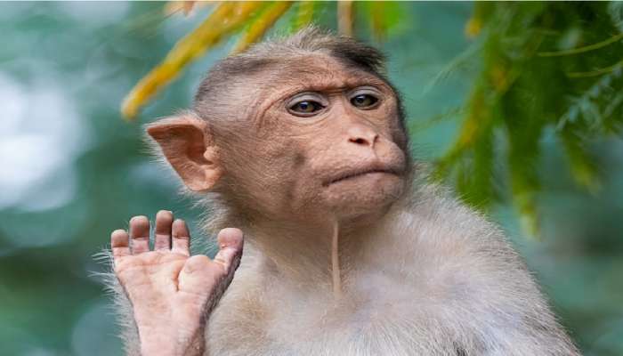 Monkey : पिंजऱ्यात एकटीच असलेली माकडीन गरोदर; कुणी केलं हे कृत्य? प्राणी संग्राहलयाच्या कर्मचाऱ्यांना पडला प्रश्न  