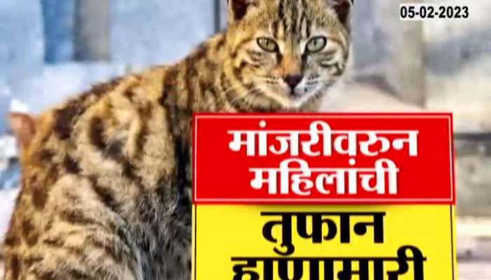 In Pune, the dispute over the cat directly reached the police station