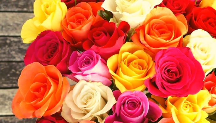 Rose Day च्या दिवशी जाणून घ्या वेगवेगळ्या रंगांच्या गुलाबांचा अर्थ; नाहीतर पहिल्याच दिवशी पश्चाताप होईल!