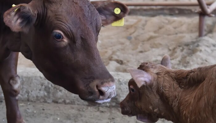 Cow Milk : बापरे! एक गाय देणार 140 लिटर दूध; सुपर गायीबद्दल ऐकलंत का?