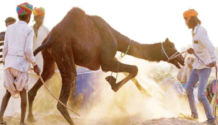 Camel Killed Owner: आधी चावला, मगं आपटलं, पायाखाली तुडवलं अन् अंगावर बसला; ऊंटाने घेतला मालकाचा बळी