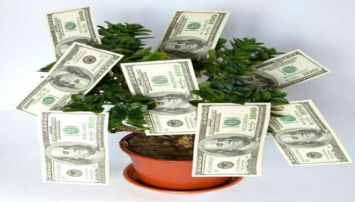 Vstu tips for Money : घरात पैसे खेळता ठेवायचाय ? ही 2 झाडं आवर्जून लावलीच पाहिजेत 