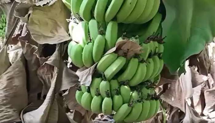 Jalgaon Banana : जळगावातच केळी मिळेनात; केळ्यांना 70 रुपये डझन इतका विक्रमी भाव 