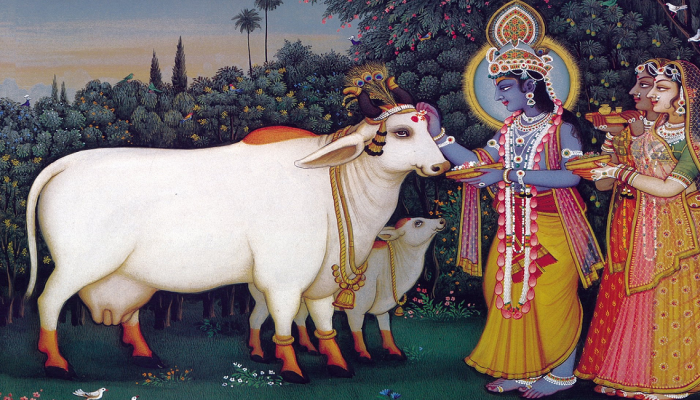Good Morning Tips : प्रगती आणि सुख-समृद्धीसाठी दररोज करा गायीशी संबंधित उपाय
