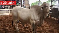 20 लाखांचं वीर्य! या बैलाच्या वीर्याला मिळाली विक्रमी किंमत; कारण थक्क करणारं