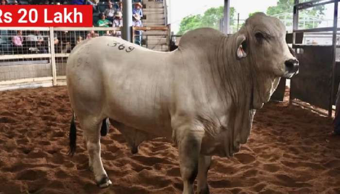 Most Expensive Bull Semen: 20 लाखांचं वीर्य! या बैलाच्या वीर्याला मिळाली विक्रमी किंमत; कारण जाणून वाटेल आश्चर्य