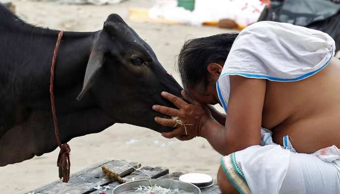 Valentine Day 2023:  14 फेब्रुवारीला गायीला मिठी मारा; कोण आणि का म्हणतंय असं?  