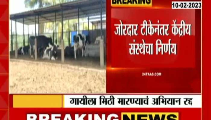Cow Hug on Valentine Day campagn cancelled