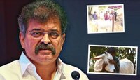 Cow Hug Day: केंद्र सरकार म्हणतं Valentine Day ला गाईला मिठी मारा, आव्हाडांनी Video