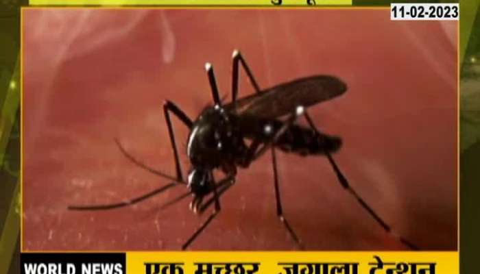 Tiger Mosquito issue worldwide tension