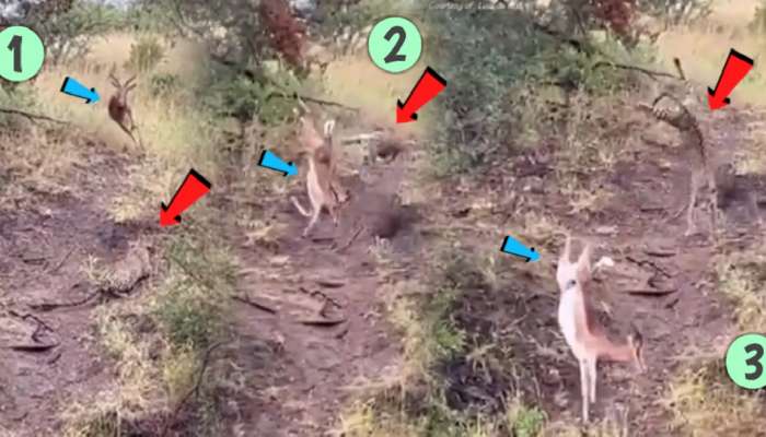 Wildlife Video: शिकारीसाठी झाडांमध्ये लपून बसलेल्या चित्त्यावरुन हरणानं उडली मारली अन्...