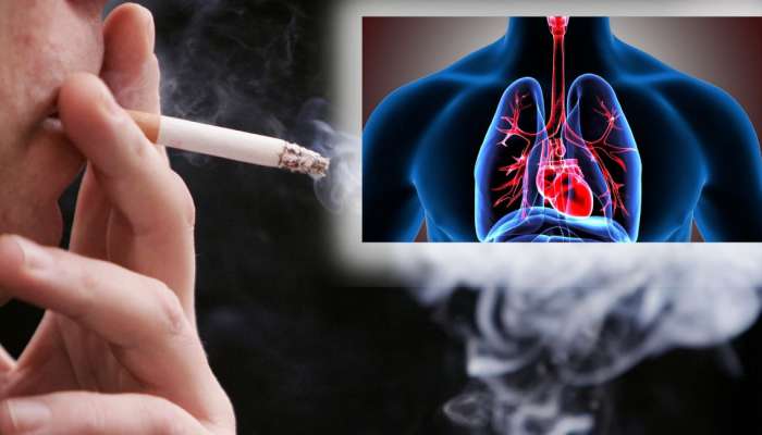 Lungs Health: अति सिगारेट ओढणाऱ्यांचं फुफ्फुस देखील राहतील हेल्दी, फक्त &#039;या&#039; पदार्थांचं करा सेवन