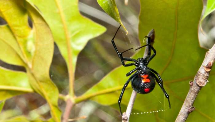 Spider Sex : SEX केल्यानंतर आपल्या पार्टनरचा जीव घेणारा भयानक किडा; सापही घाबरतो याला