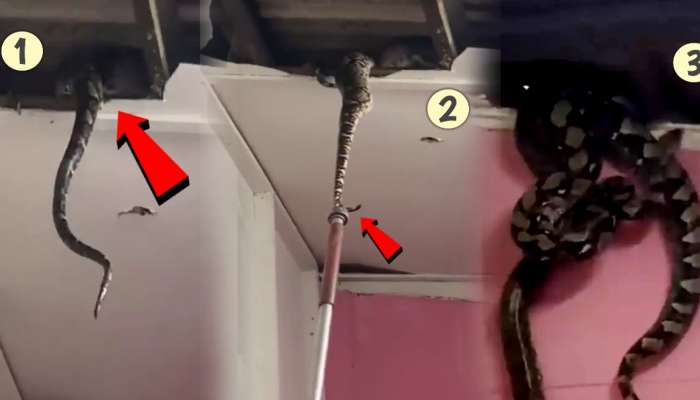 Video Snakes Fall Out Of Ceiling: सापाची शेपटी खेचली अन्...; धक्कादायक व्हिडीओ पाहून उडेल थरकाप