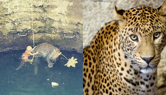 Leopard Cat Viral Video: खोडकर मांजराची अंतरंगी धमाल, मृत्यूच्या दारात बिबट्याशी मस्ती!