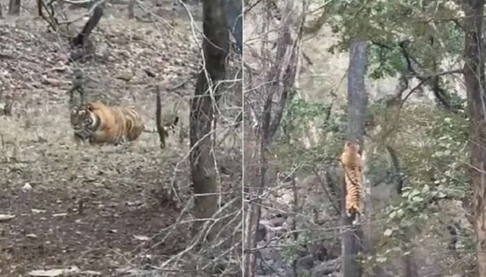 जंगलात थरार! बिबट्यावर झडप घालण्यासाठी वाघाने झेप घेतली अन् तितक्यात..., जबरदस्त VIDEO व्हायरल