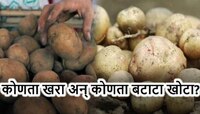 बाजारात खोटा बटाटा! तुम्ही खाताय का हा नकली बटाटा? कसा ओळखावा Fake Potato जाणून घ्या