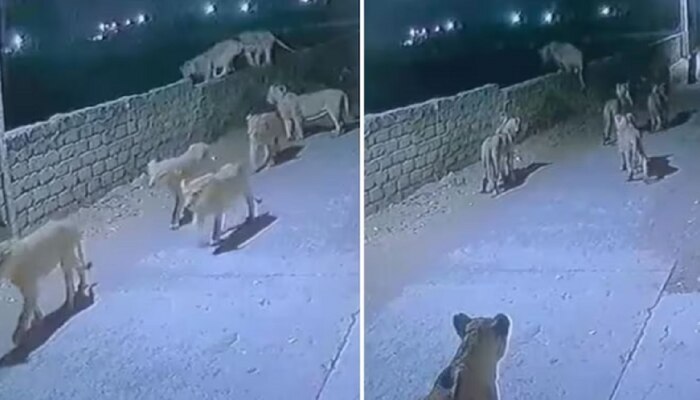 Lions Virla Video : अचानक शहरात शिरले एक नाही तब्बल 8 सिंह, शिकार मिळत नसल्याने...