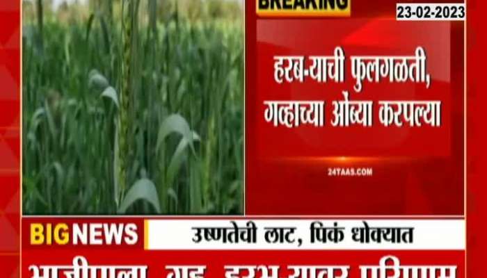 Yavatmal Rabi Crops In Problem From Rising Heat In February