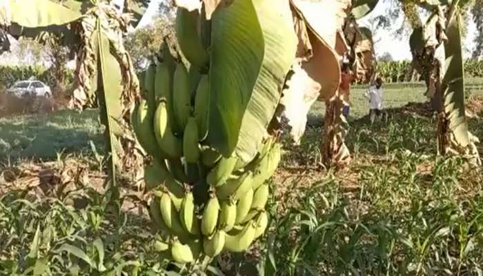 Loan Fraud in Jalgaon: केळी फळ पीक विमा योजना राबविताना जळगाव जिल्ह्यात मोठ्या प्रमाणावर आर्थिक गैरव्यवहार 