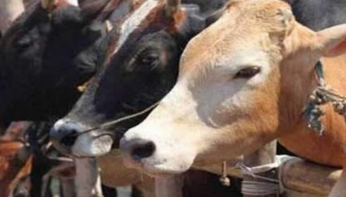 Kolhapur News : कणेरी मठ लोकोत्सवाला गालबोट, 53 गायींचा तडफडून मृत्यू